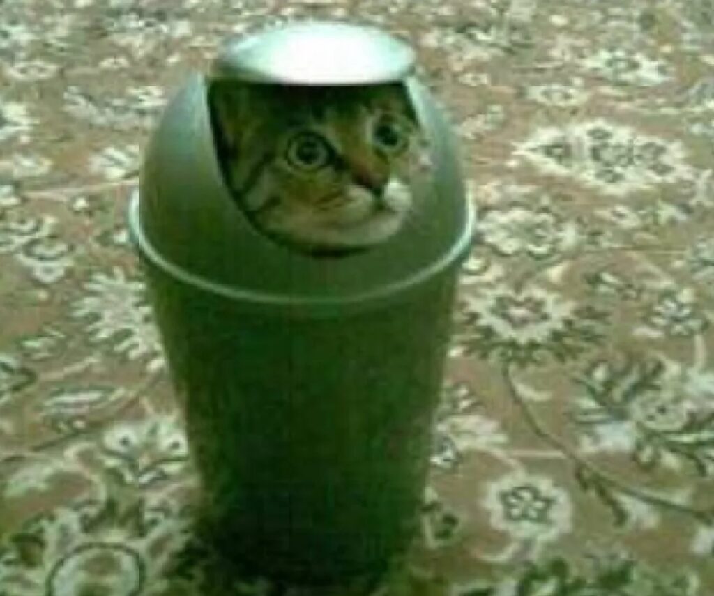 gatto dentro cestino