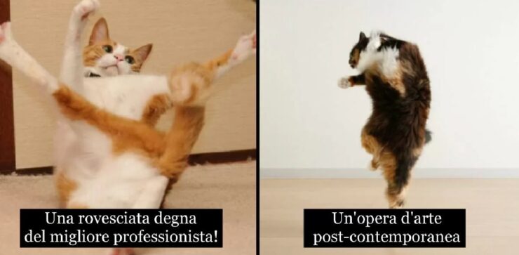 gatti che conducono vita poco calma