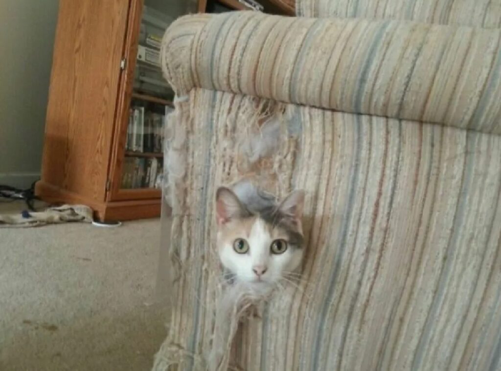 gatto finito dentro divano