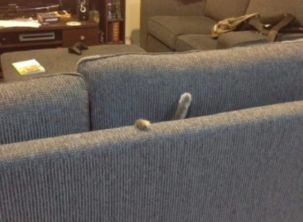 gatto nascosto nel divano