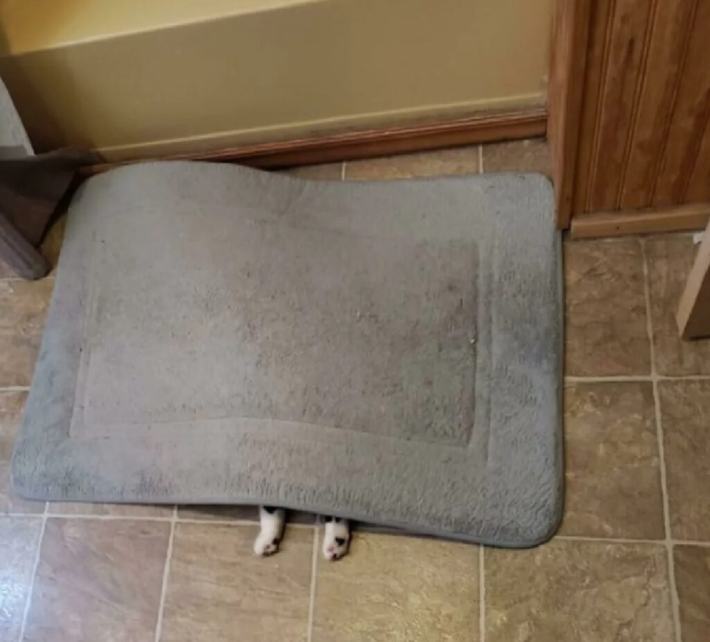 gatto sotto tappeto