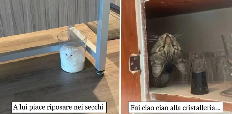 gatti che finiscono negli angoli più remoti della casa