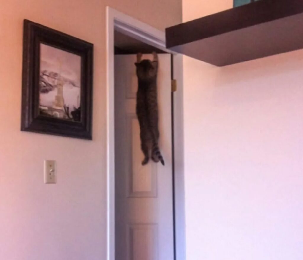 gatto aggrappato porta