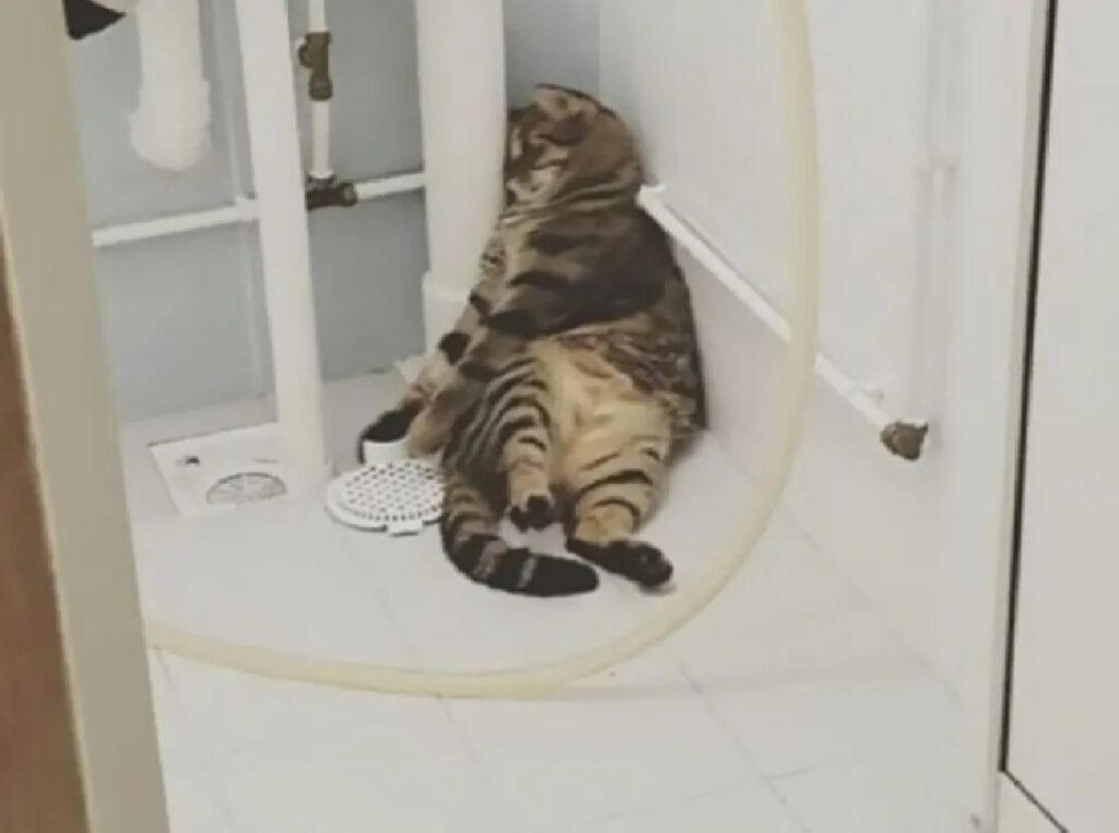 gatto nella doccia dorme