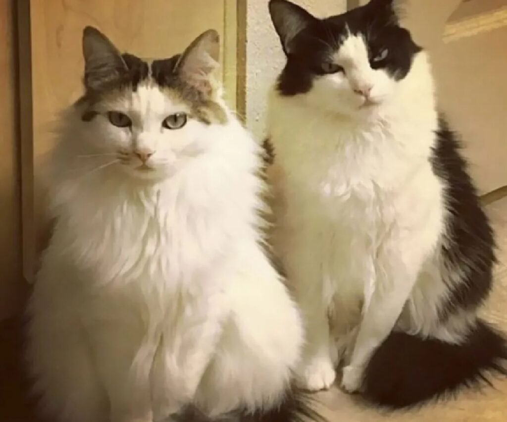 coppia gatti guarda con severità