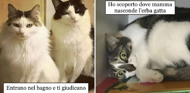 gatti che sono incappati in un errore