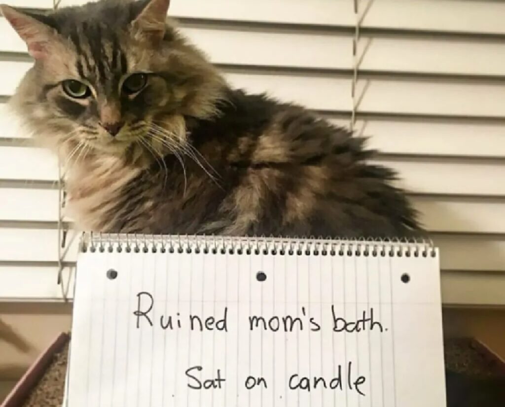 gatto con cartello