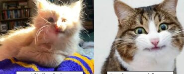 gatti che assumono facce divertenti