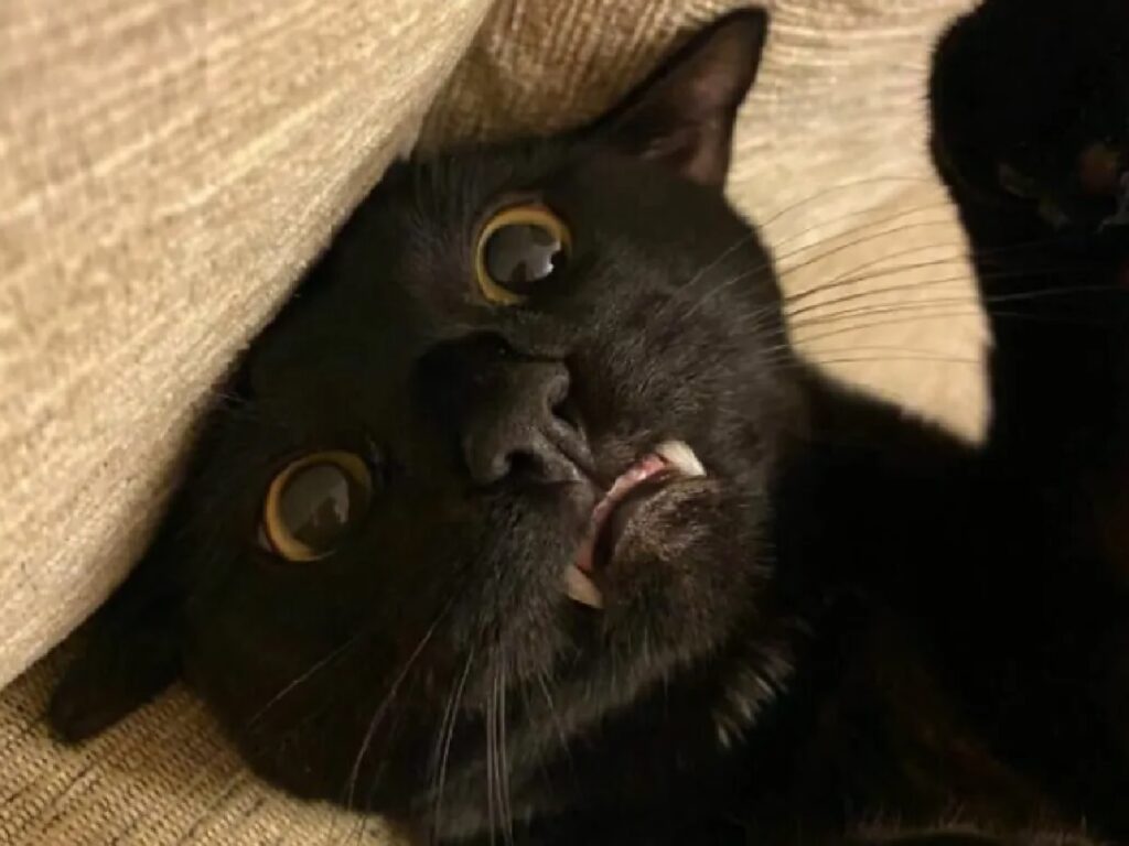 gatto nero occhi tondi
