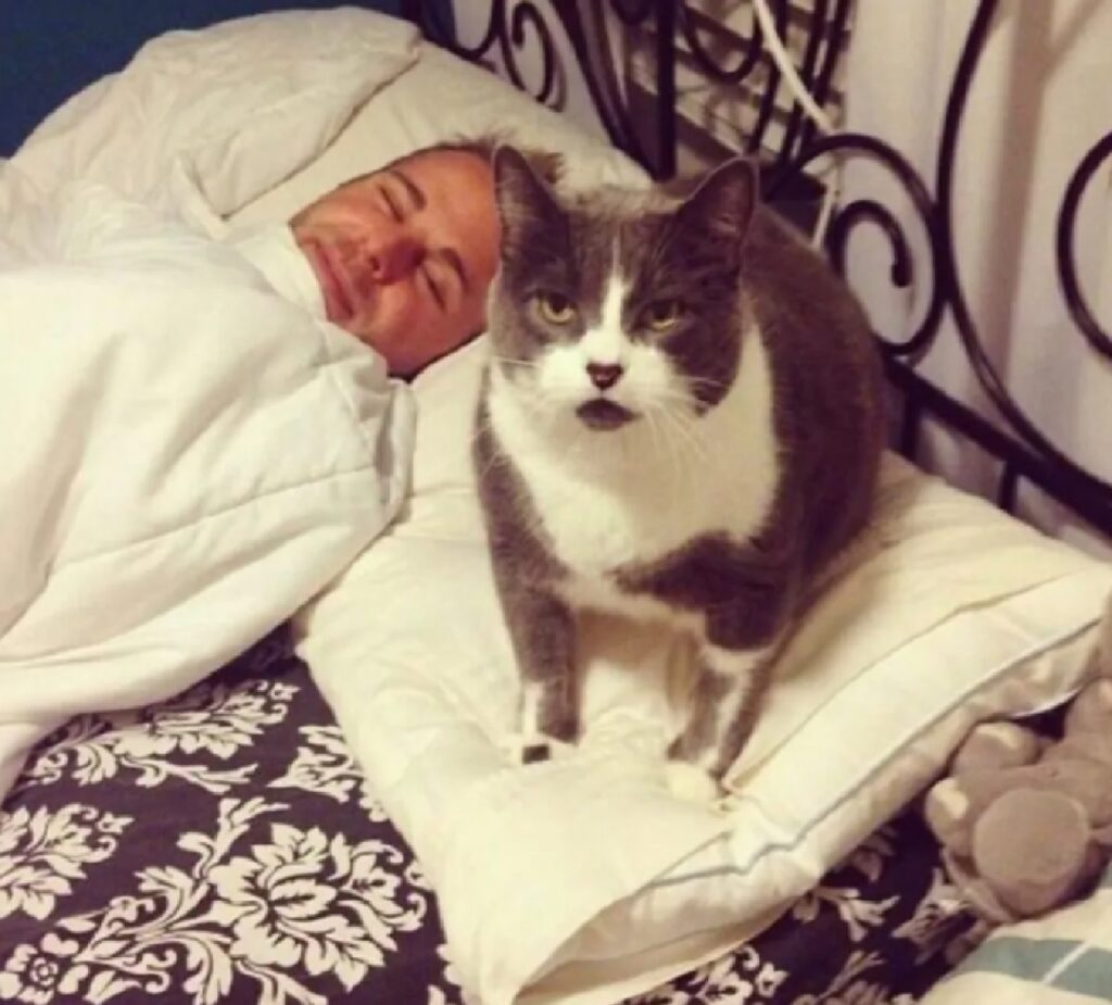 gatto cuscino letto