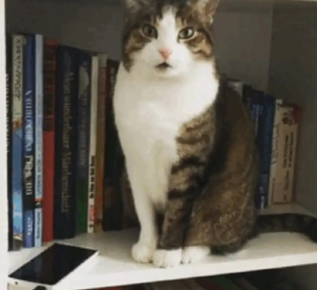 gatto sulla libreria