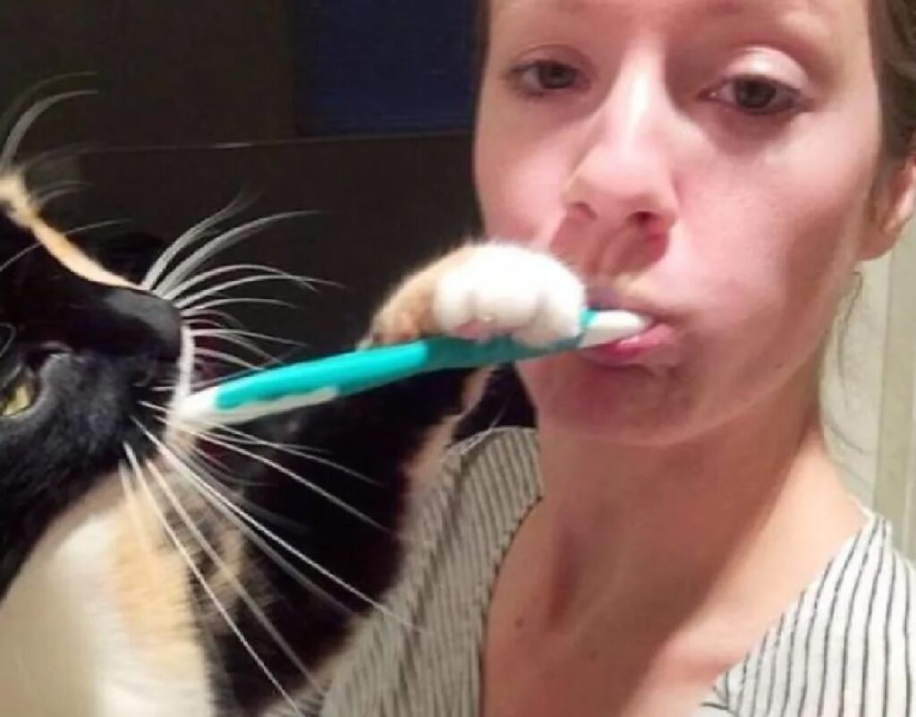 gatto zampa sullo spazzolino