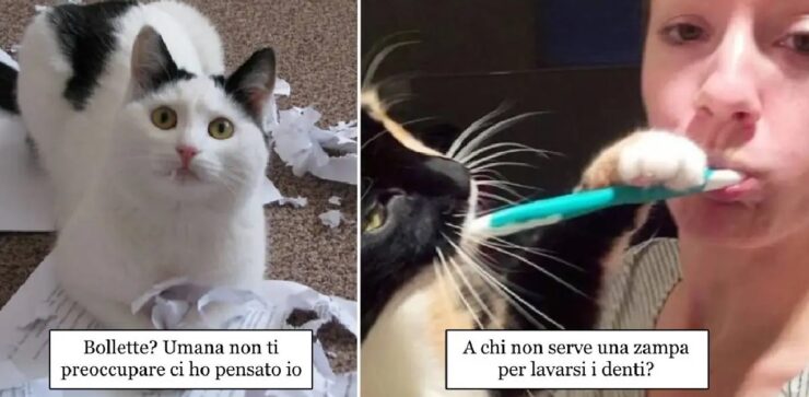 gatti che portano al limite sopportazione