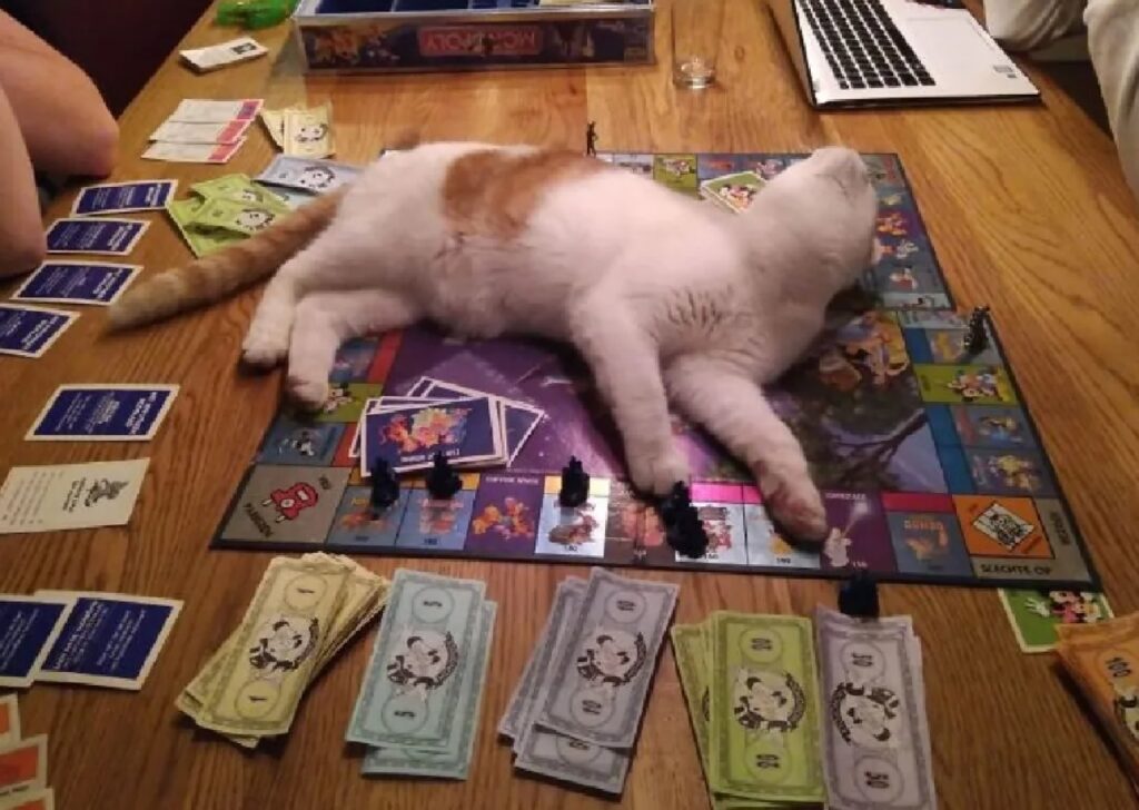 gatto non piace giochi da tavolo