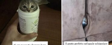 gatti che non conoscono concetto di comodità
