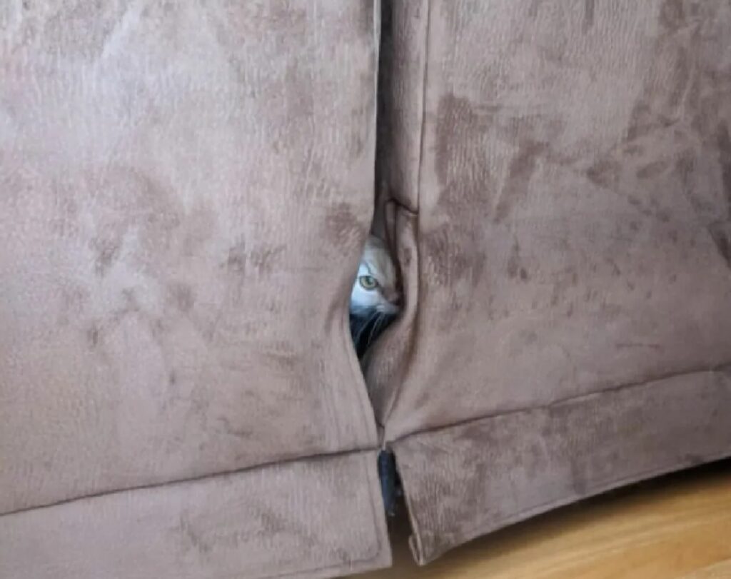 gatto unica fessura del divano