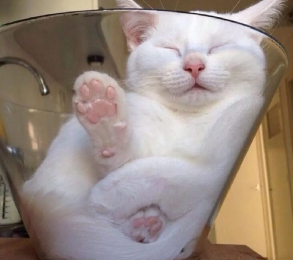 gatto nella vaschetta trasparente