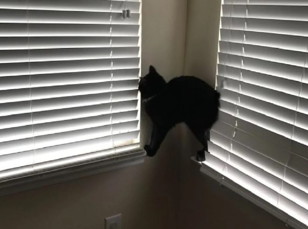 gatto nero muro bianco