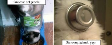 gatti che devono far sentire i loro problemi