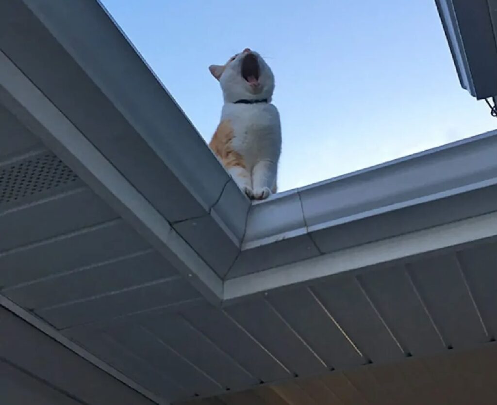 gatto miagola dal lucernario