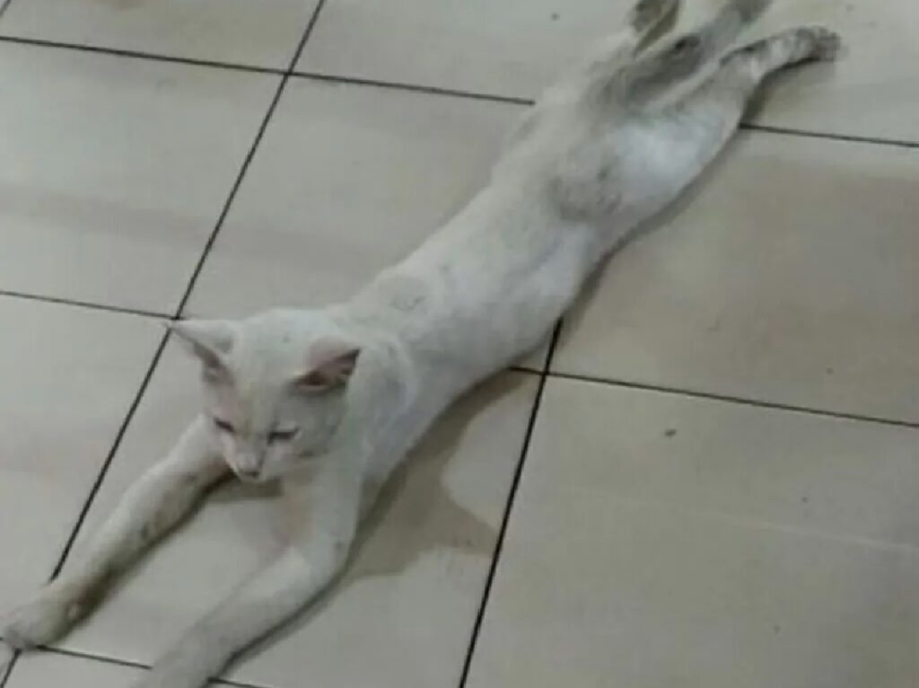 gatto bianco disteso pavimento