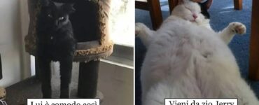 gatti che non vogliono fare brutta figura