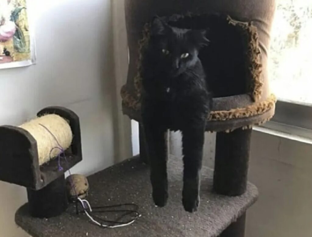 gatto nero dentro cuccetta