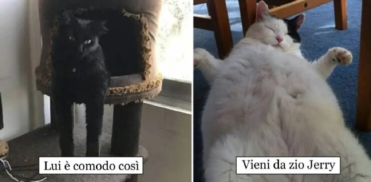 gatti che non vogliono fare brutta figura