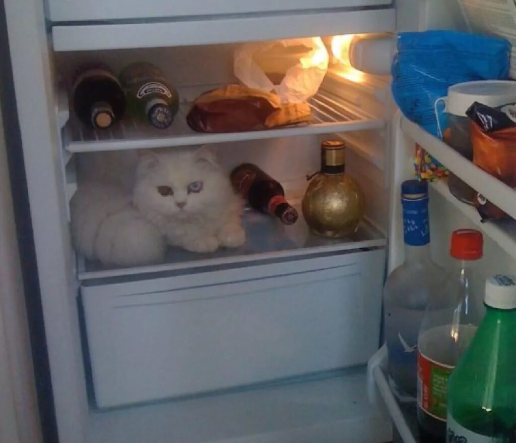 gatto dentro il frigo