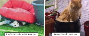gatti che potevano prendere decisioni sagge