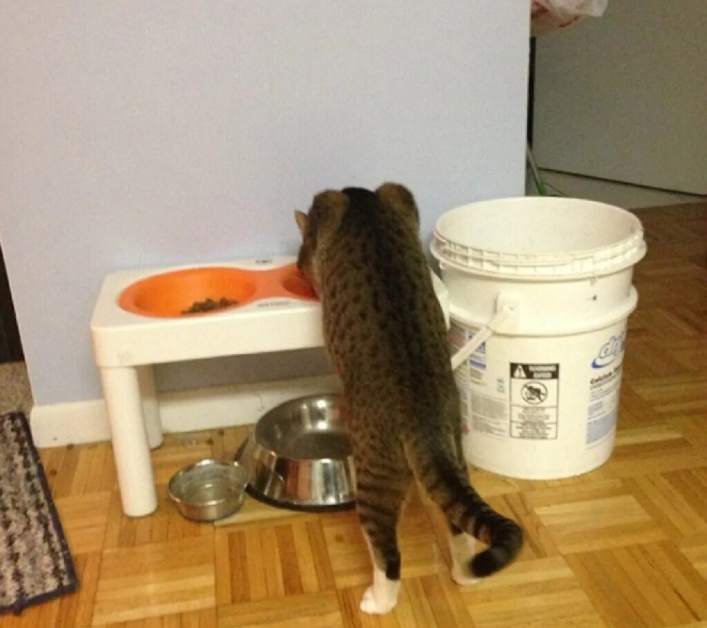 gatto mangia difficile
