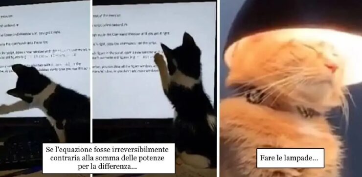 gatti che sono lucidi nei momenti di pazzia