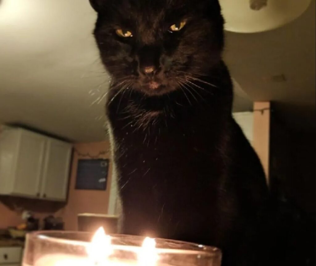 gatto soffia candele