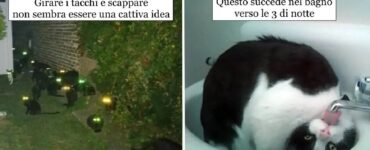 gatti che sanno come spaventare proprietari