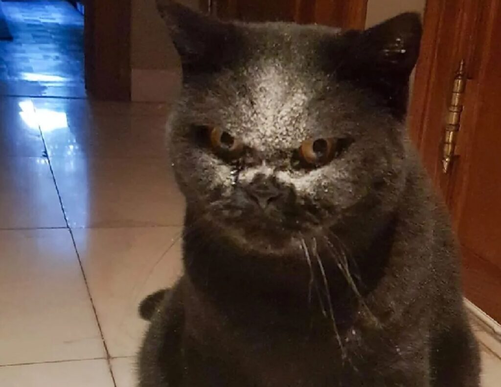 gatto farina sulla faccia