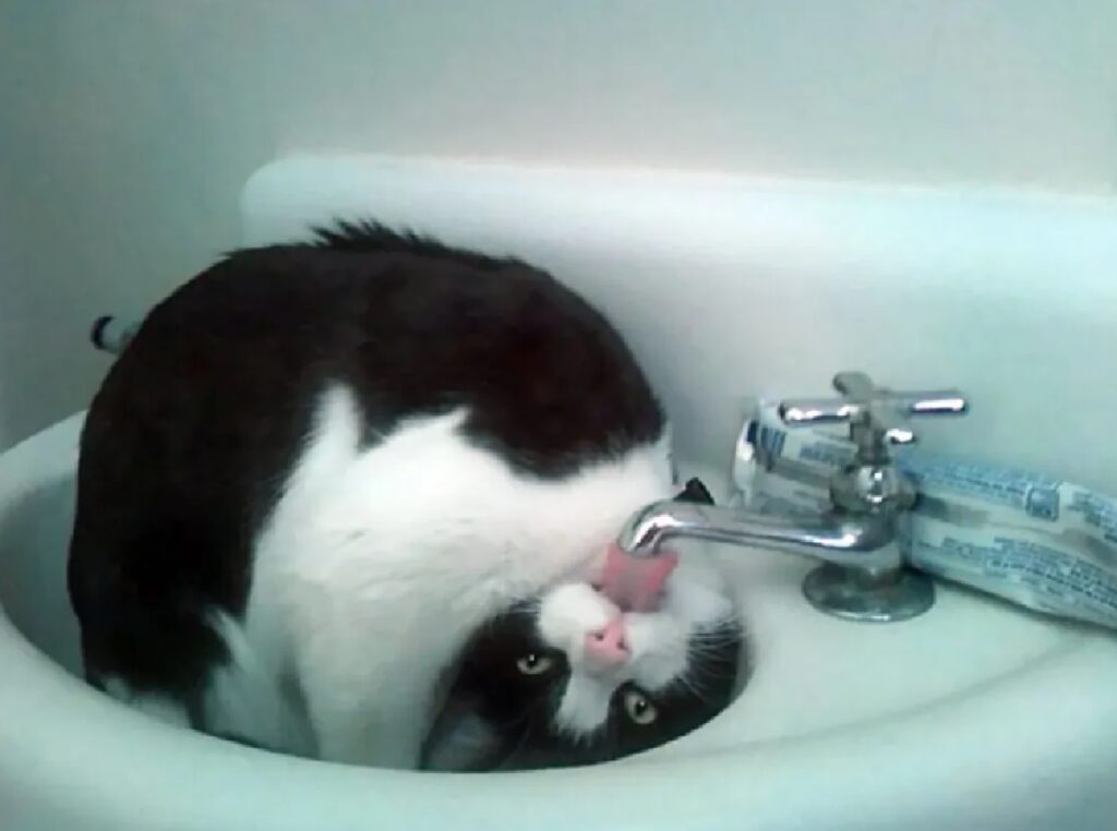 gatto lingua acqua