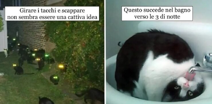 gatti che sanno come spaventare proprietari