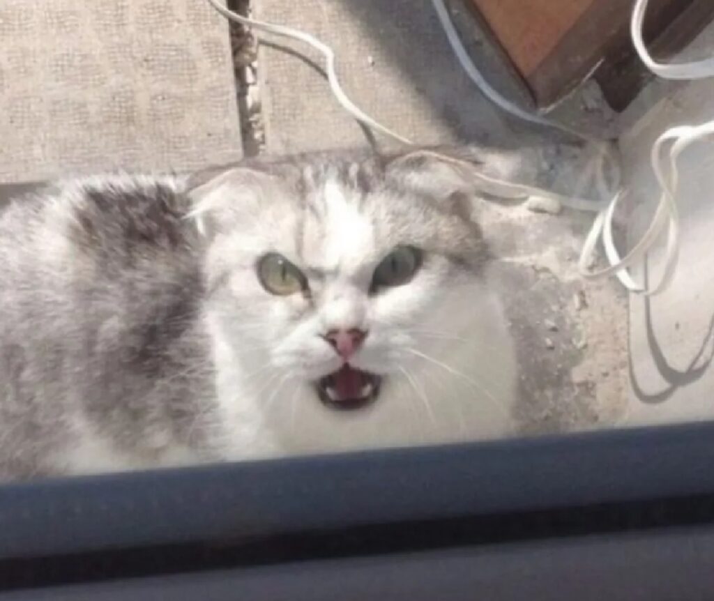 gatto volto arrabbiato