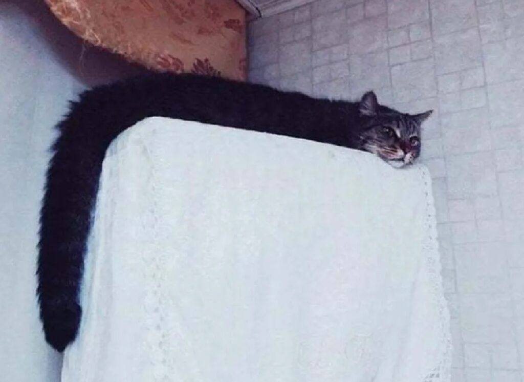 gatto nero sembra sciarpa