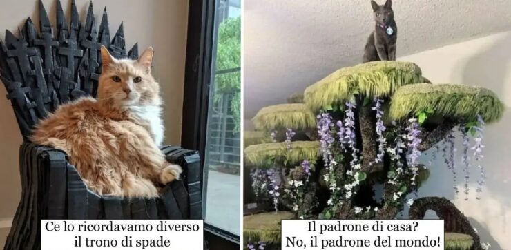 gatti che vivono una vita da re