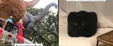 gatti famosi nel web tornati alla ribalta