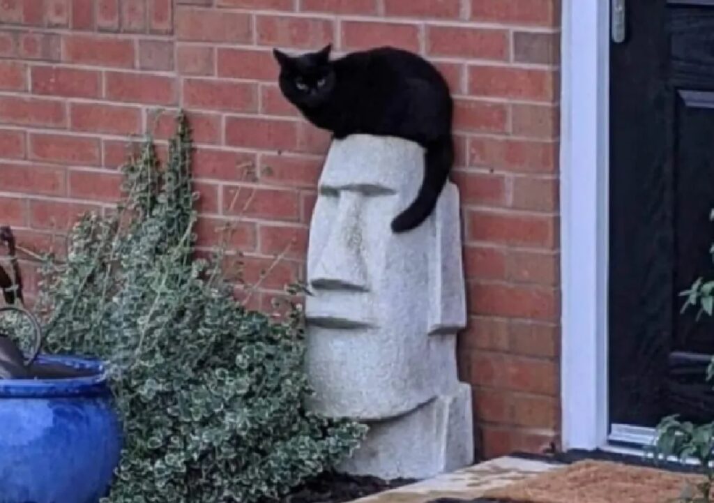 gatto sulla testa di pietra