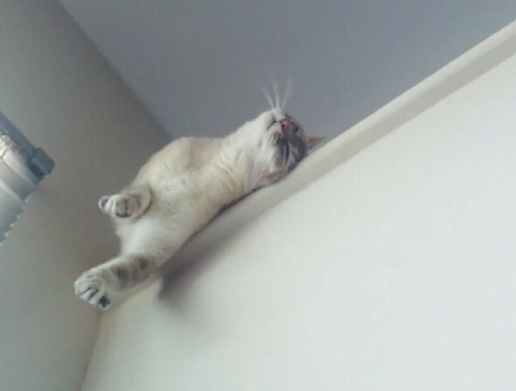 gatto sopra rialzo muro