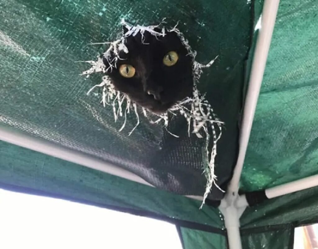 gatto buco sul telone