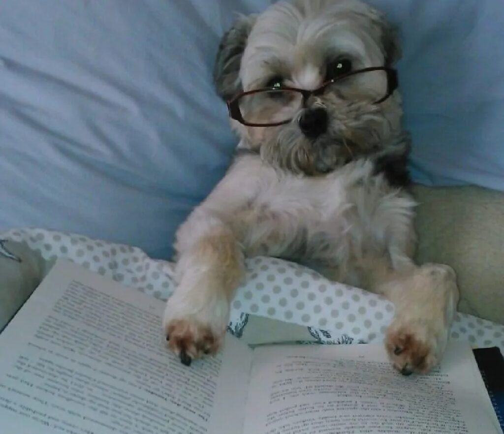 cane occhiali lettura