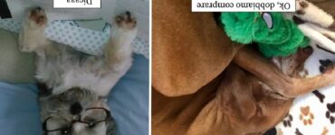 cani divertenti che fanno cose casuali