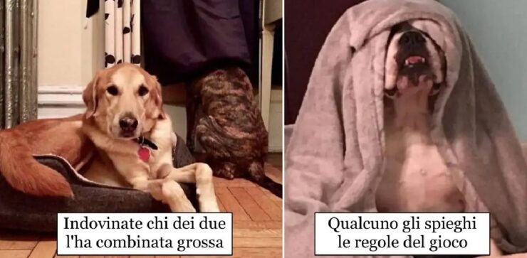 cani che cercano di giocare a nascondino