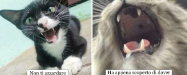 gatti che strillano forte