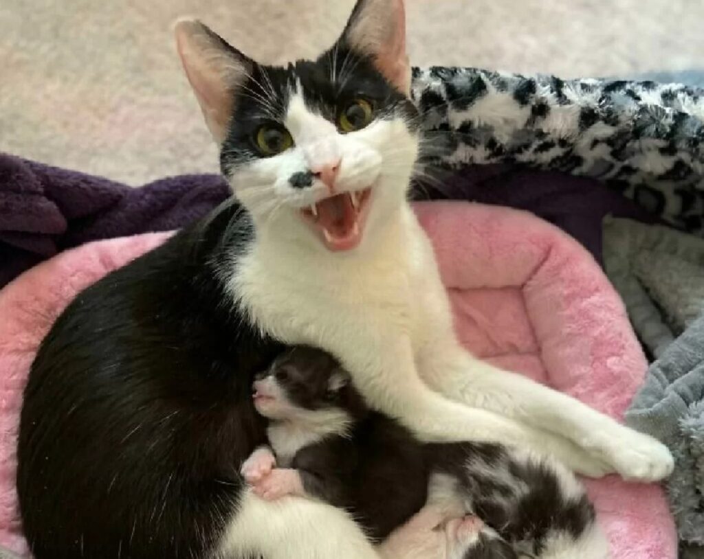 mamma gatta con figli