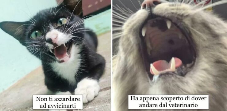 gatti che strillano forte